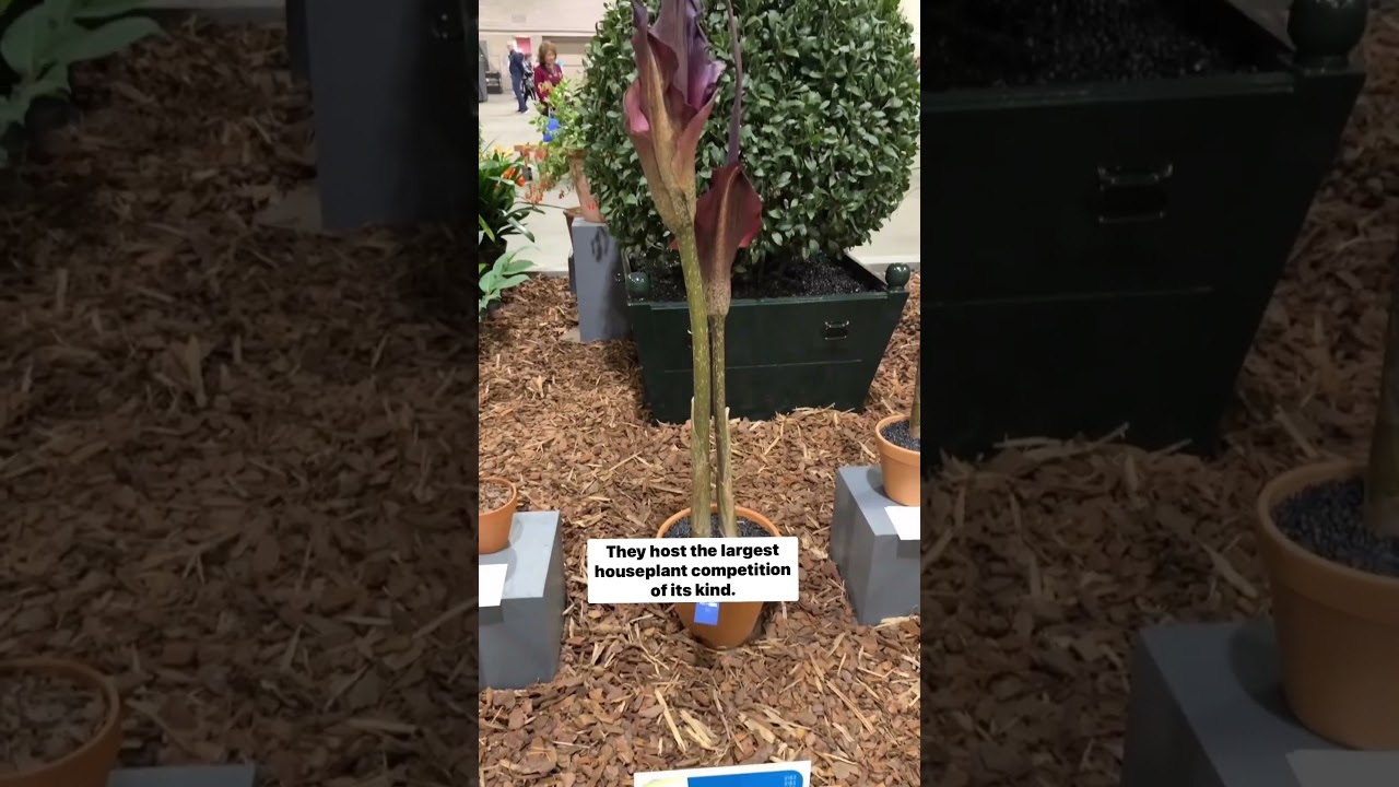 Come with me to the Philadelphia Flower Show 🪴💚💐