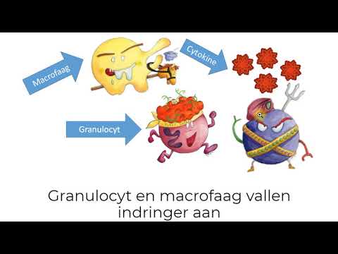 Video: Transcriptionele Vingerafdrukken Van Antigeen-presenterende Celsubsets In Het Menselijke Vaginale Slijmvlies En De Huid Weerspiegelen Weefselspecifieke Immuunmicro-omgevingen