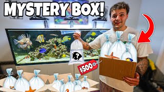 I Purchased A 500 Mystery Fish Box For My Aquarium