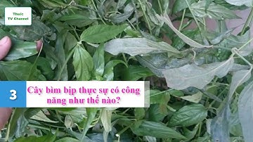 Khám phá cây thuốc chim bìm bịp chữa lành xương cho chim non