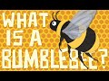 What is a Bumblebee Insect? It's 🐝 vs 🐝 - A Bumblebee vs Honeybee Showdown!