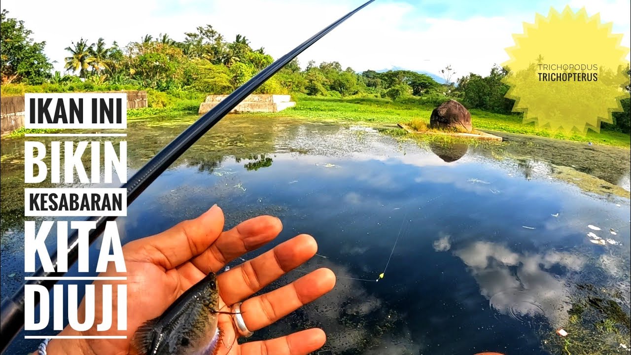 Mancing ikan ini butuh kesabaran penuh 