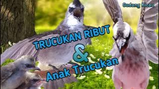 suara pikat trucukan ribut !!! audio jernih anti zonk