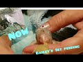 Hand Feeding a baby Quaker Parrot ,