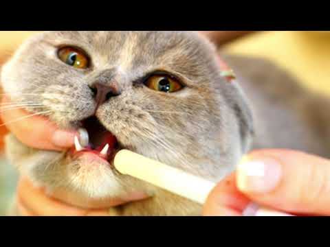 Come dare medicamenti a gatti e cani?!?  - Centro Veterinario Cornaredo