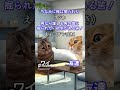お店 #猫ミーム
