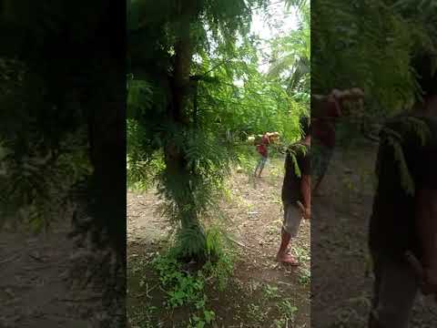 Panjat pohon kelapa dengan cara tradisional YouTube