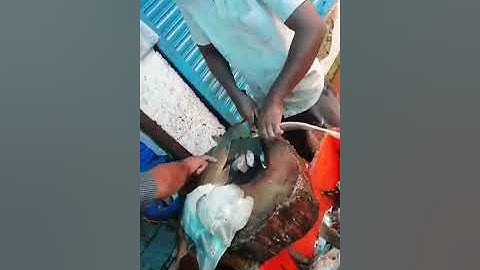 Old fish market 😔📸#youtubeshorts #viralvideo #new #trending #minivlog  #chandofficialstar