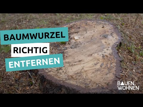 Video: Wie entfernt man Zedernwurzeln?