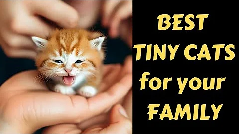 Video 3272601: munchkin cat, best cat breeds, smallest cat breed, singapura cat, tiny cat, love big cat, cat family