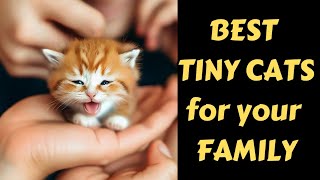 Best Smallest Cat Breeds for Your Family. Tiny Cats Big Love