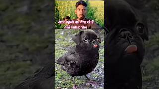 ऐसा पक्षी कौन पहली बार देख रहा रहा है