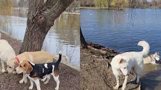 The Most Pawsome Place Isle Of Dogs