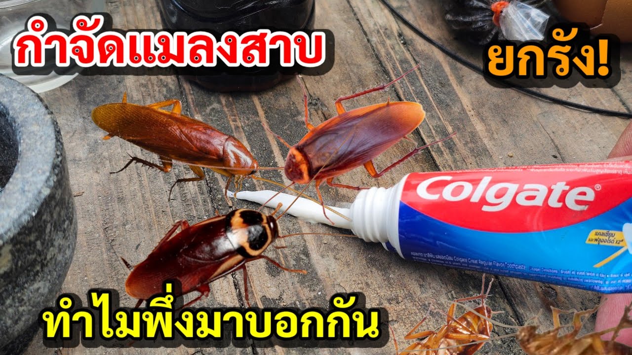 พึ่งรู้!! กำจัดแมลงสาบได้ยกรังในคืนเดียว ทำแล้วใช้ได้ทันทีงบ 0 บาท 