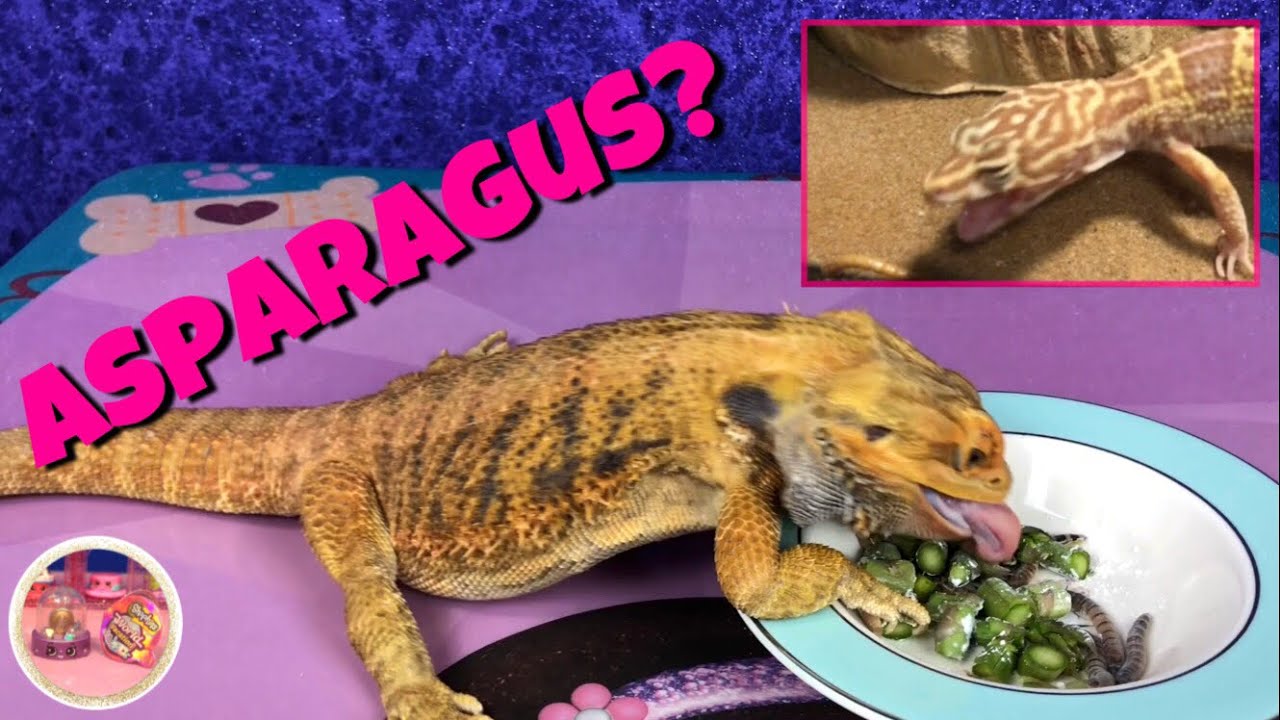 Bearded Dragon Feeding Video Asparagus Superworms