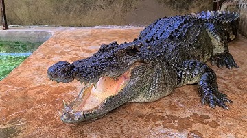 Cho cá sấu và cho rùa ăn, một vòng quanh nhà Săn bắt và hái lượm 2020