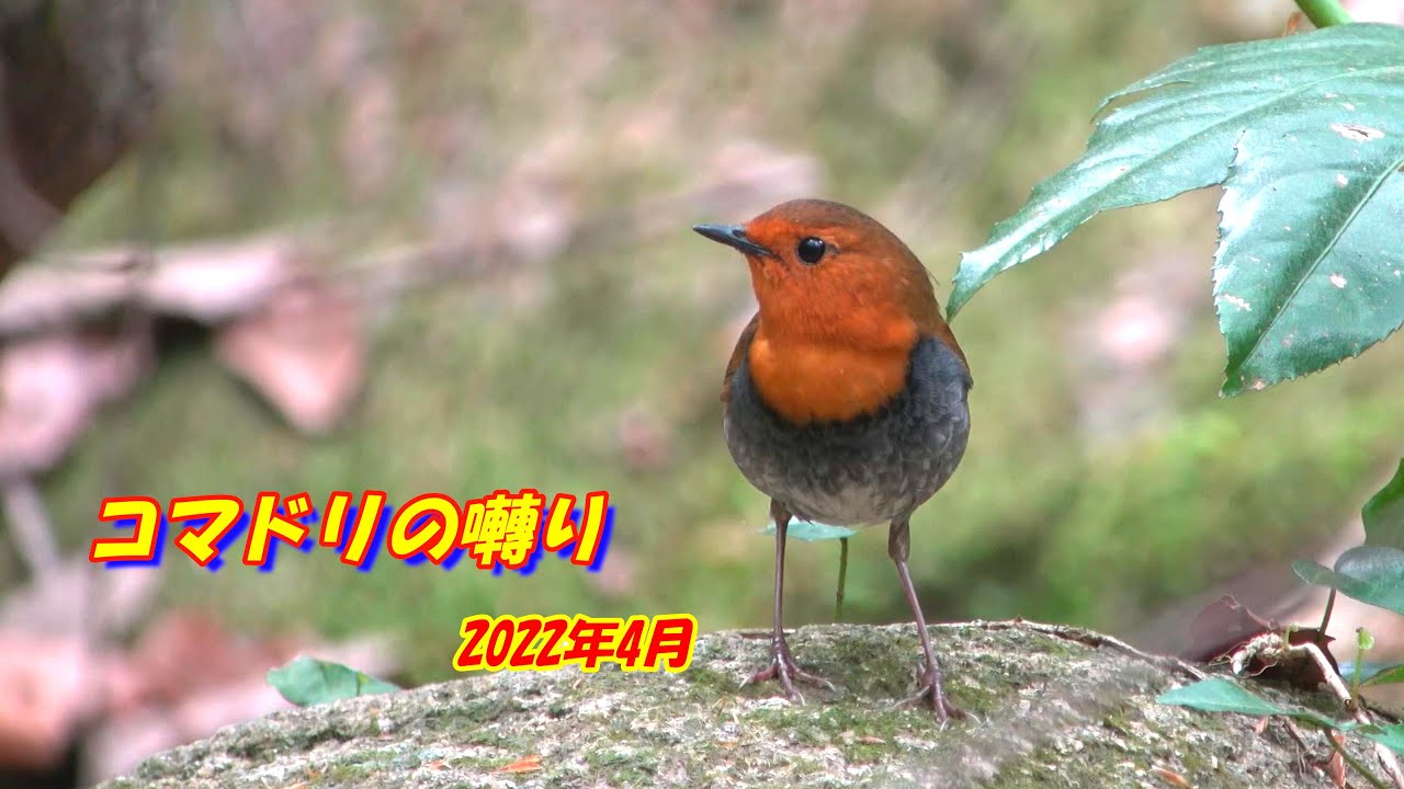 木彫りの鳥 コマドリの囀り コマドリの囀り 2022年4月(Japanese Robin) - YouTube