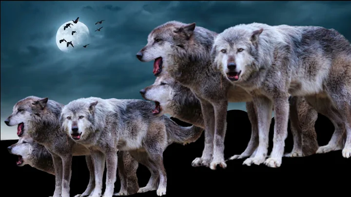 wolves howling sound, wolf howling sound effect scary, wolf sound, horror all sounds