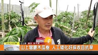 1070528-山上彎腰木瓜樹 人工矮化好採收且抗旱