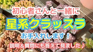 【多肉植物】星系ｸﾗｯｽﾗ仕立て直し！初心者さんの質問に答えながら・丁寧に説明♪