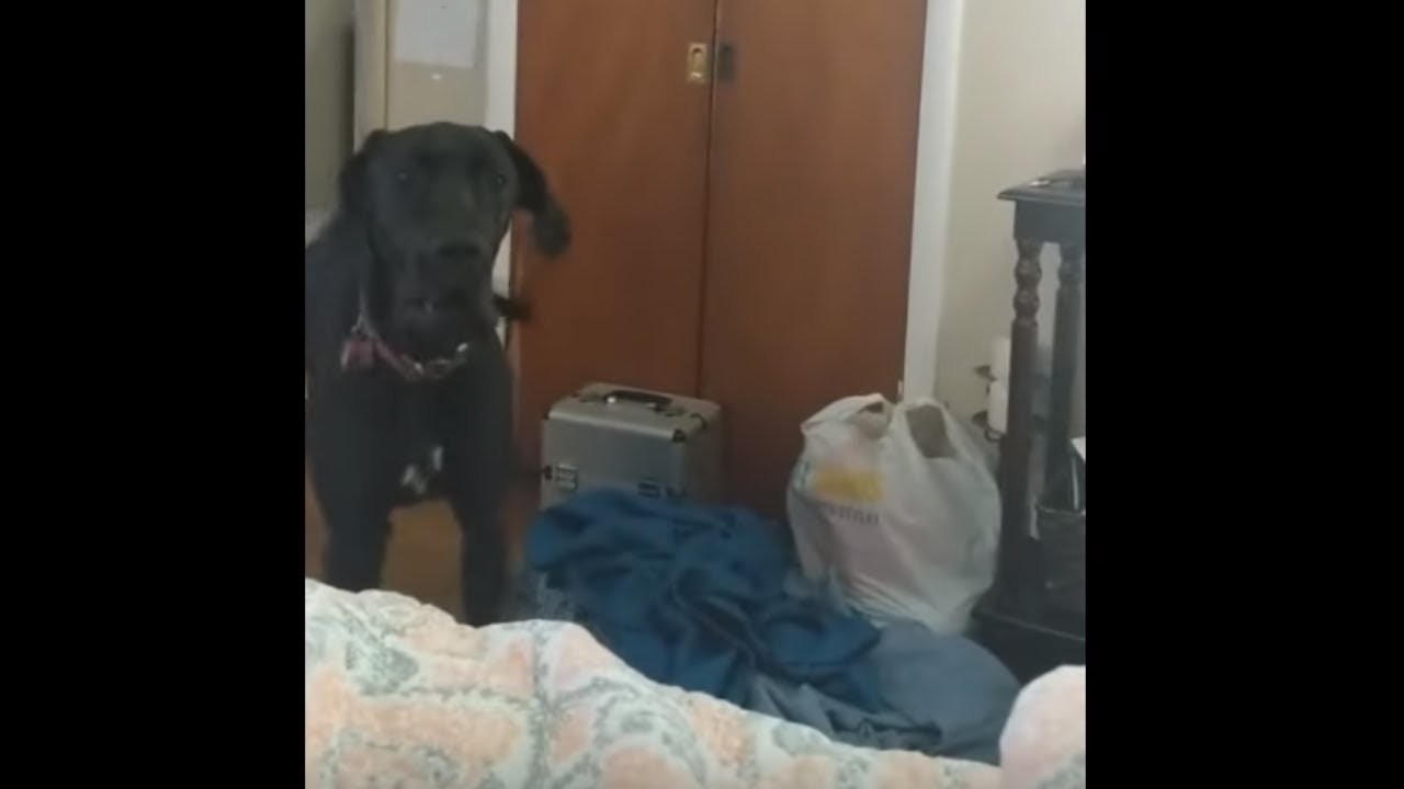 videos for cats Zoomies with a Great Dane is so much more intense!