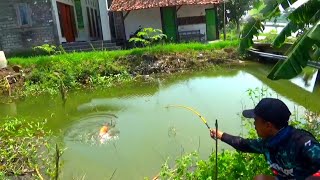 Jangan sampai ketahuan warga sini,, Sungai depan rumahnya ternyata banyak ikan masnya