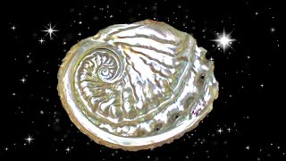 Connection with Water Element [Abalone Shell Healing Frequency]