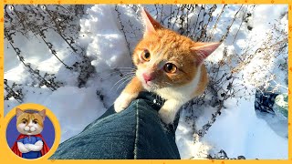 Спасённый котёночек знакомится со снегом в первый раз в жизни, а Печенька отморозил четвёртый глаз