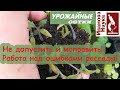 Даже хилая рассада преобразится! Все просто: развиваем корни!