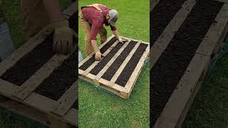 Nooit Meer Tuinbedden Omspitten Geniaal Uienplanten In Een Pallet