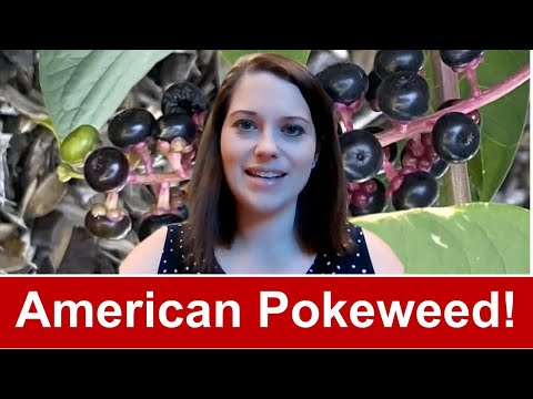 Video: Algemene Pokeweed-beheer - Wat is Pokeweed en hoe om dit onder beheer te hou