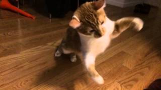 Cat attacks in Slow motion
