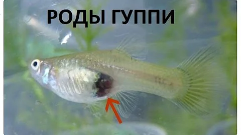 ГУППИ РОЖАЕТ роды аквариумных рыбок, роды живородящих рыбок