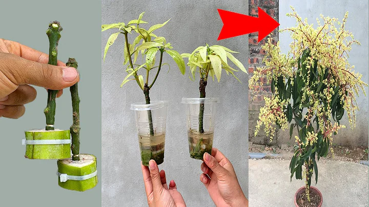 UNIQUE propagation method using green bananas and aloe vera stimulates fast growth of mango trees