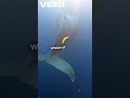 🐋🎨 Rapid Fire Trivia: Animal & Color Challenge | Test Your Knowledge! #shorts