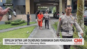 Sepuluh Satwa Liar Dilindungi Diamankan dari Pengusaha