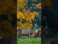 Wonderful deers