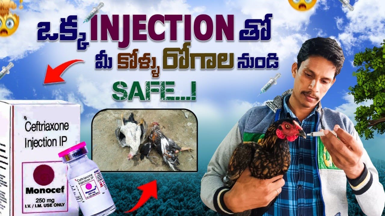 కోళ్ల వైరస్ జాగ్రత్తలు పాటించండి monocef 250 mg injection dexamethasone injection రోగాలకు
