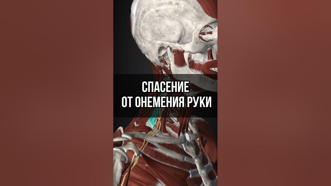 Немеет рука, массаж #упражнения #массаж - YouTube