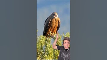 The Black Kite uses FIRE