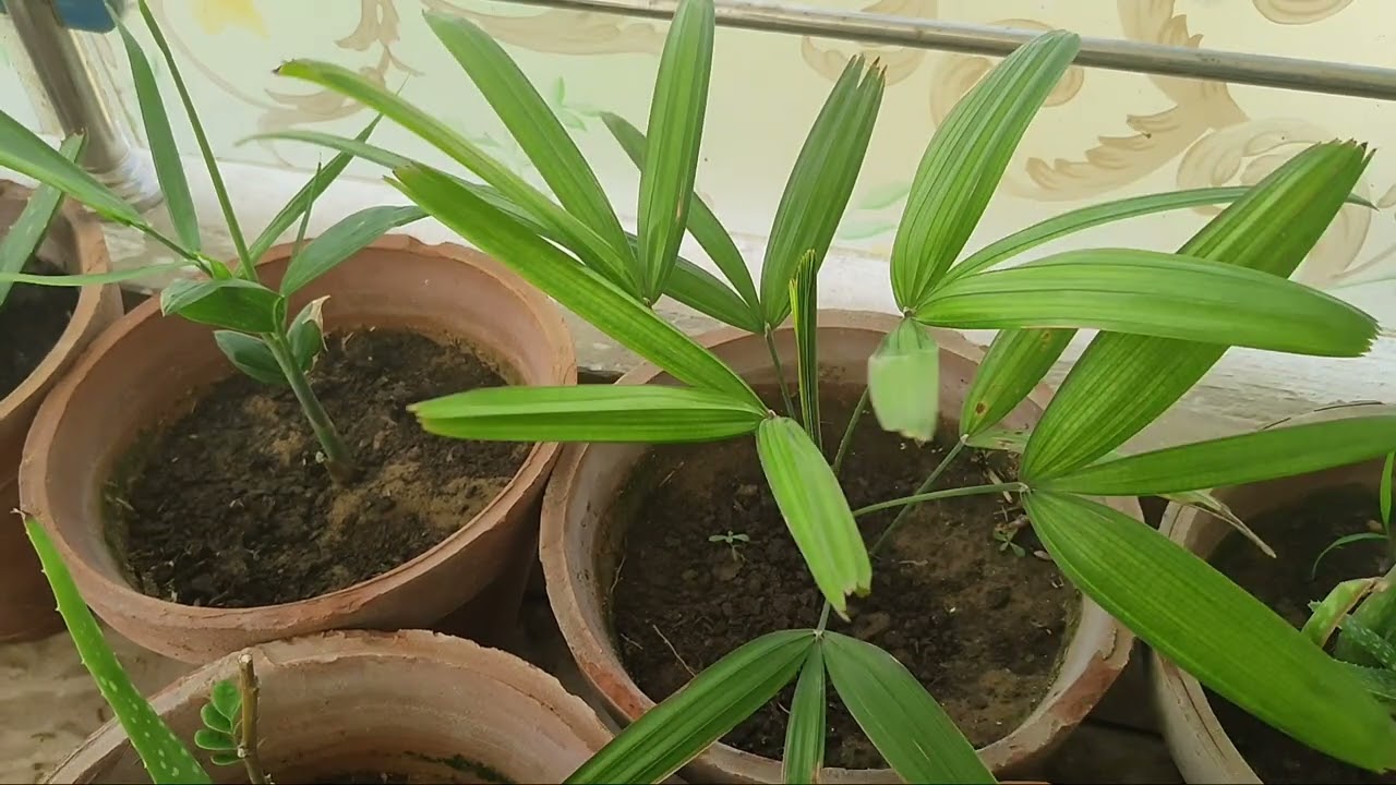 Lady Palm Care Tips For Growing Lady Palms Indoors, KK Home Gardening