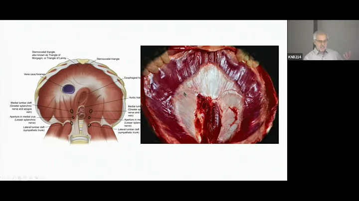 How does the mammalian diaphragm work? by Dr. Robe...