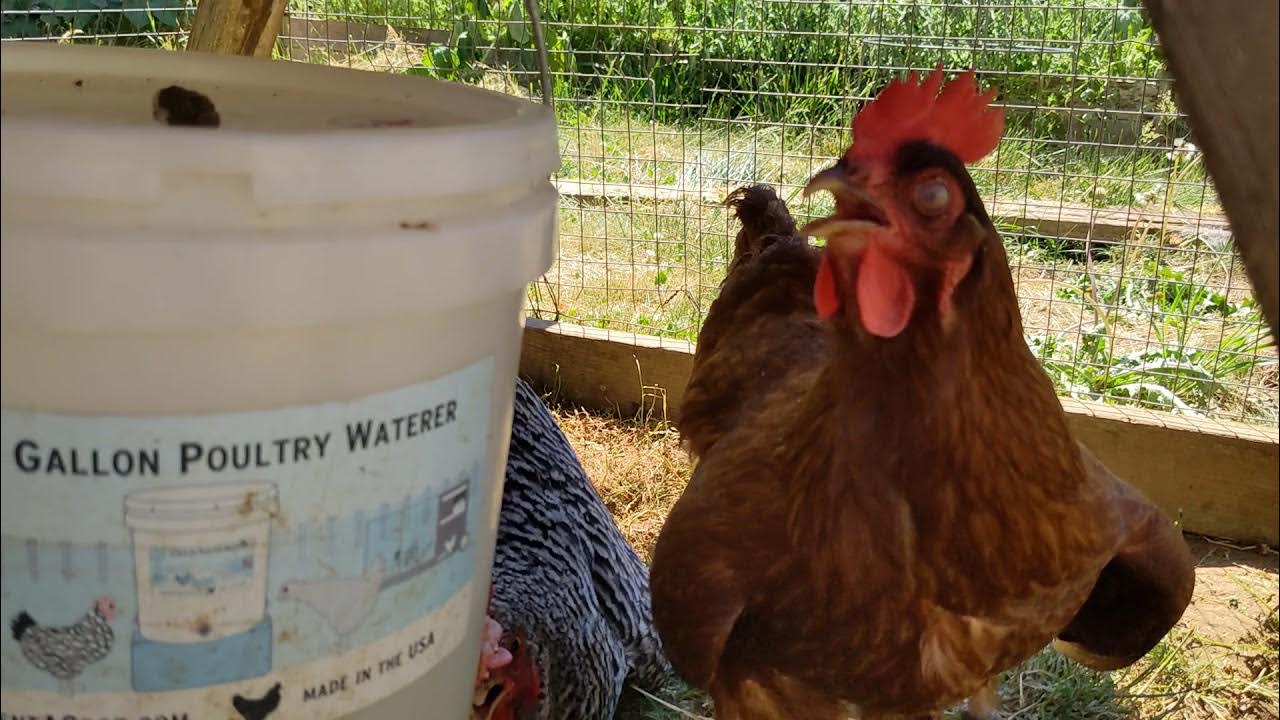 panting chicken YouTube