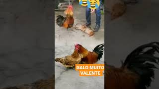 Galo Muito Valente