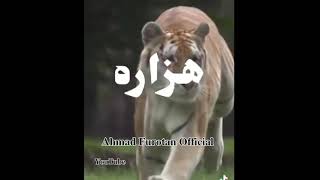 جانم افغانستان لعنت به قوم پرست