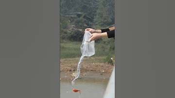 Cách thả cá chép an toàn cho lễ cúng Ông Công Ông Táo