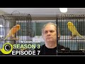 The Canary Room Season 3 - Episode 7 - A visit to Stephen Dominey and Bob Pepper "Yorkie Supreme"