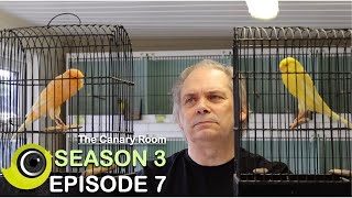 The Canary Room Season 3  Episode 7  A visit to Stephen Dominey and Bob Pepper 'Yorkie Supreme'