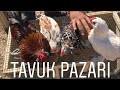 TAVUK PAZARI (LOHMAN HOROZLAR) 29.09.2019 2.BÖLÜM