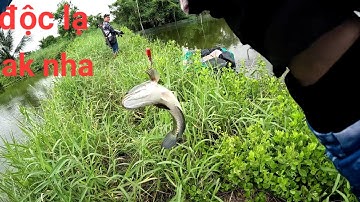 Câu cá lóc điểm mới gặp ngay bầy cá háo ăn dính liên tục | Thái Nguyễn fishing